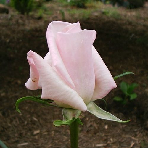 Rosa  Königlicht Hoheit - růžová - Stromkové růže s květmi čajohybridů - stromková růže s rovnými stonky v koruně